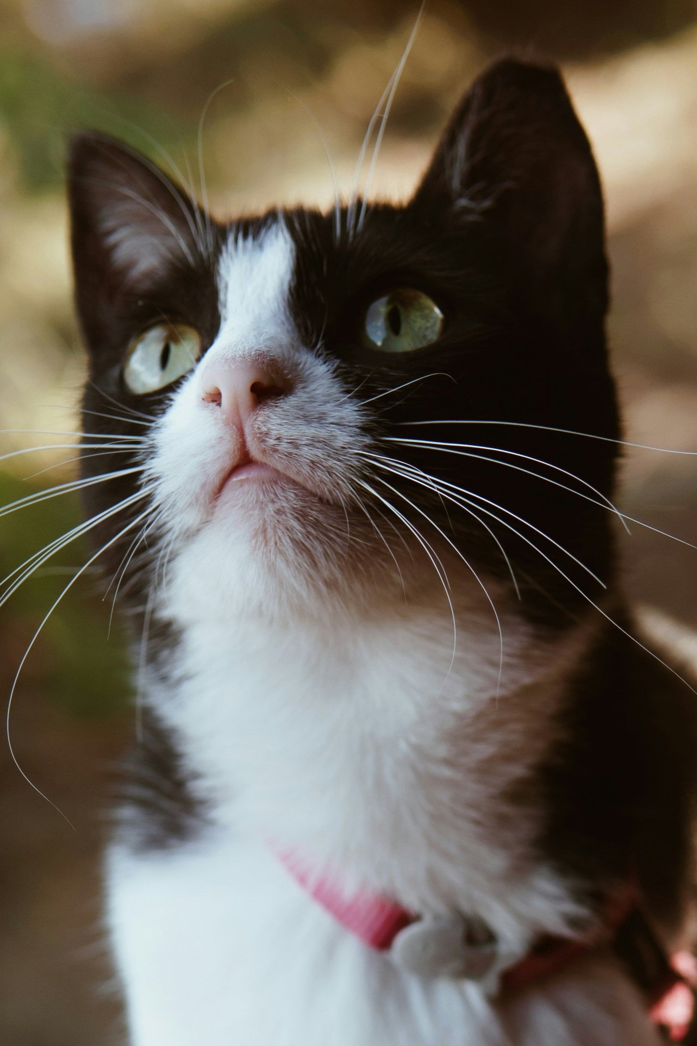 Cat on a leash looking up outdoors